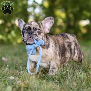 Tucker, French Bulldog Puppy