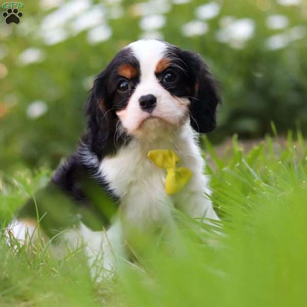 Tucker, Cavalier King Charles Spaniel Puppy