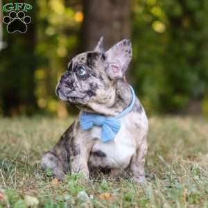 Tucker, French Bulldog Puppy