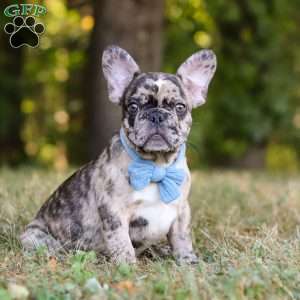 Tucker, French Bulldog Puppy