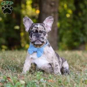 Tucker, French Bulldog Puppy