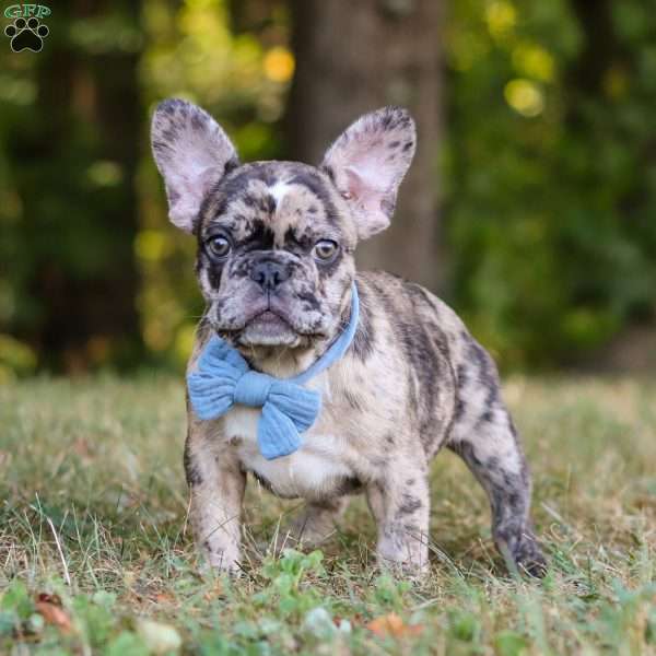 Tucker, French Bulldog Puppy