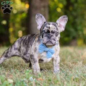 Tucker, French Bulldog Puppy