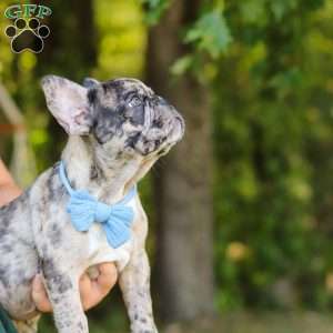 Tucker, French Bulldog Puppy
