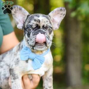 Tucker, French Bulldog Puppy
