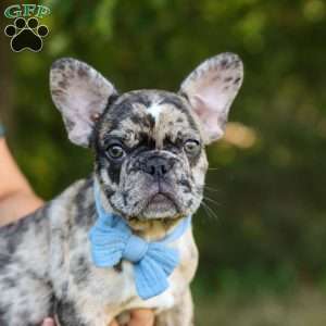 Tucker, French Bulldog Puppy