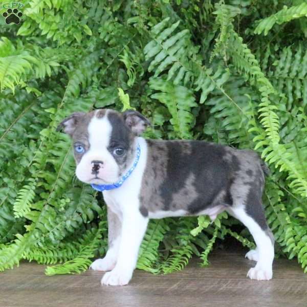 Tucker, Boston Terrier Puppy