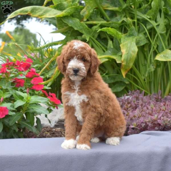 Tucker, Mini Goldendoodle Puppy