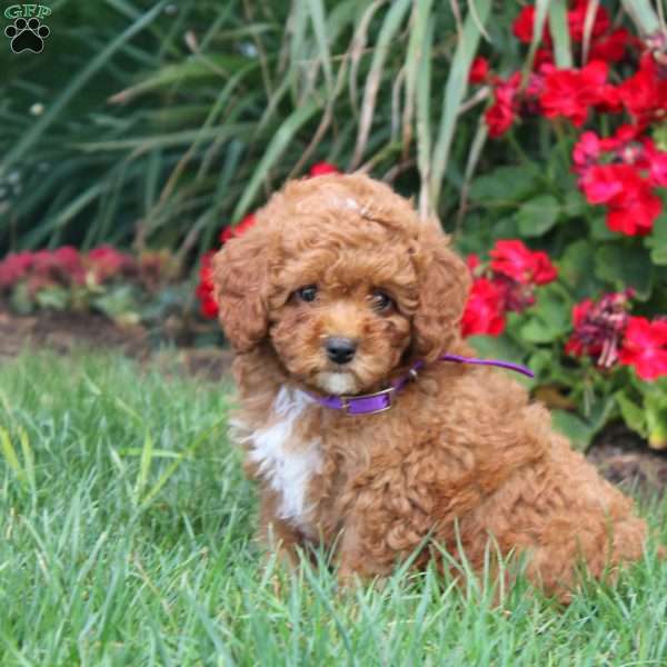 Tucker, Cavapoo Puppy