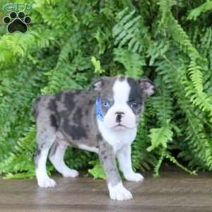 Tucker, Boston Terrier Puppy