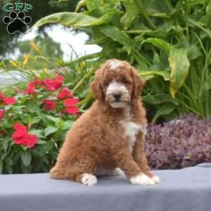 Tucker, Mini Goldendoodle Puppy