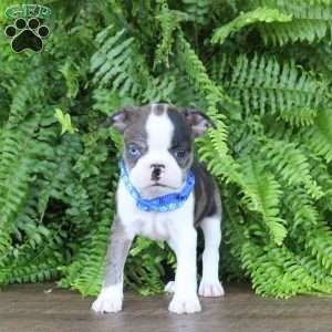 Tucker, Boston Terrier Puppy