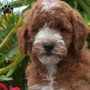 Tucker, Mini Goldendoodle Puppy