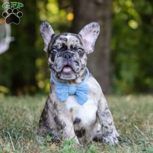 Tucker, French Bulldog Puppy
