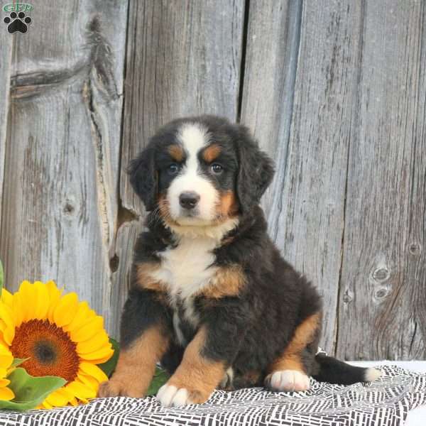 Tulip, Bernese Mountain Dog Puppy