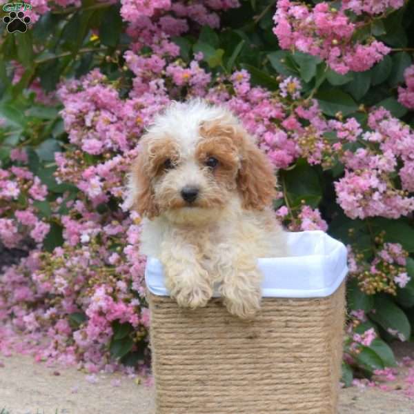 Tulip, Miniature Poodle Puppy