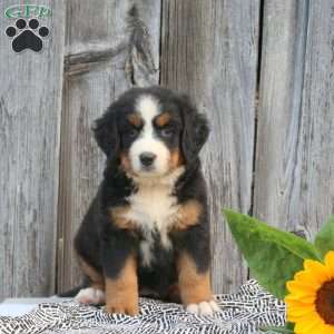 Tulip, Bernese Mountain Dog Puppy