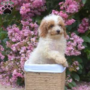 Tulip, Miniature Poodle Puppy