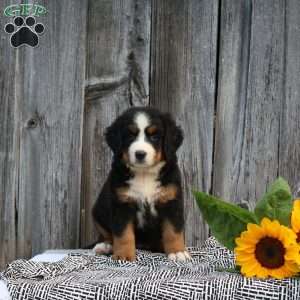 Tulip, Bernese Mountain Dog Puppy