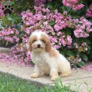 Tulip, Miniature Poodle Puppy