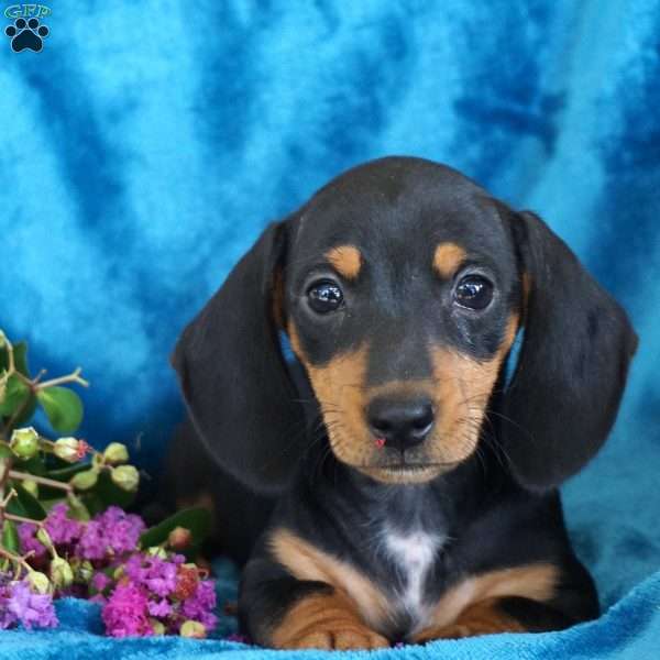 Tulip, Dachshund Puppy