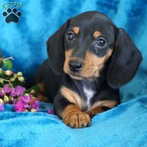Tulip, Dachshund Puppy