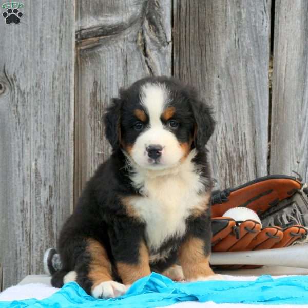 Turba, Bernese Mountain Dog Puppy