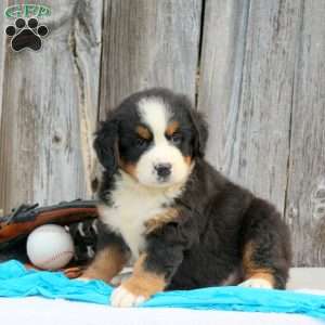 Turba, Bernese Mountain Dog Puppy