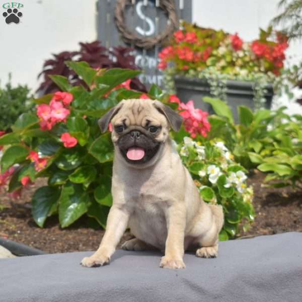 Turbo, Pug Puppy