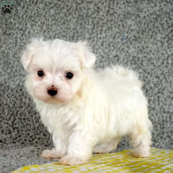 Turbo, Maltese Puppy