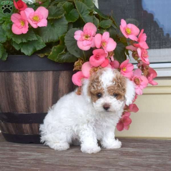Twila, Toy Poodle Puppy