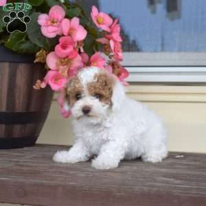 Twila, Toy Poodle Puppy