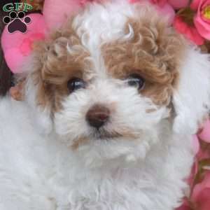 Twila, Toy Poodle Puppy