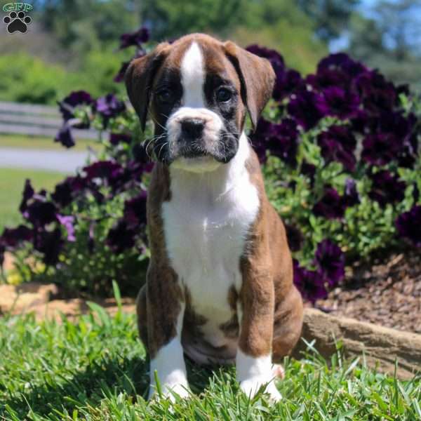 Twilight, Boxer Puppy