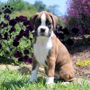 Twilight, Boxer Puppy