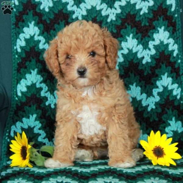 Twinkle, Toy Poodle Puppy