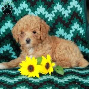 Twinkle, Toy Poodle Puppy