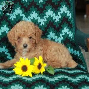Twinkle, Toy Poodle Puppy