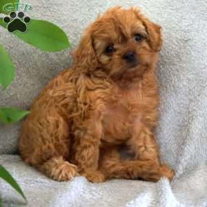 Twinkle, Cavapoo Puppy