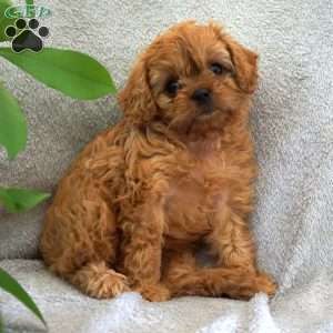 Twinkle, Cavapoo Puppy