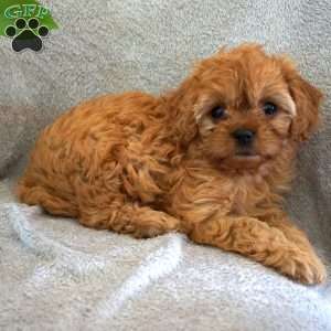 Twinkle, Cavapoo Puppy