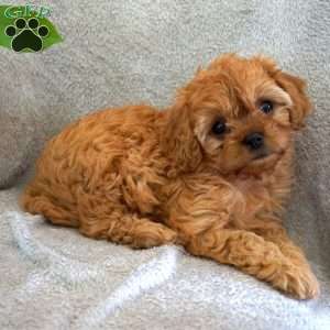 Twinkle, Cavapoo Puppy