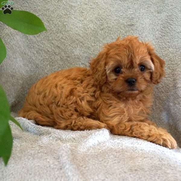 Twinkle, Cavapoo Puppy