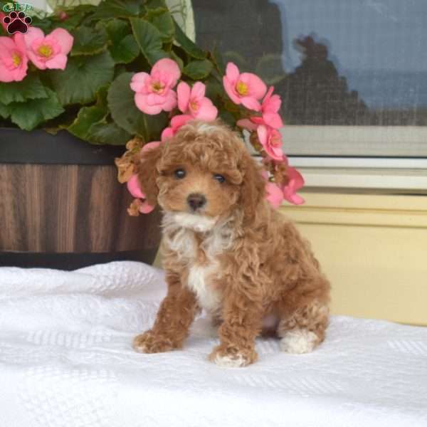 Tyler, Toy Poodle Puppy