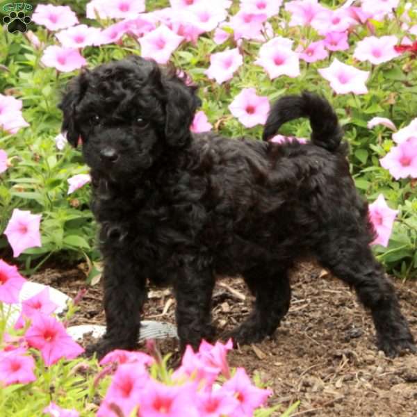 Tyler, Miniature Poodle Puppy