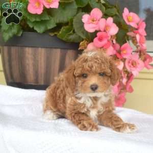 Tyler, Toy Poodle Puppy
