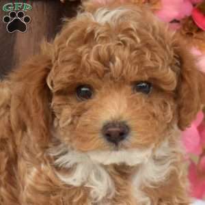 Tyler, Toy Poodle Puppy
