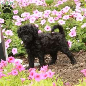 Tyler, Miniature Poodle Puppy