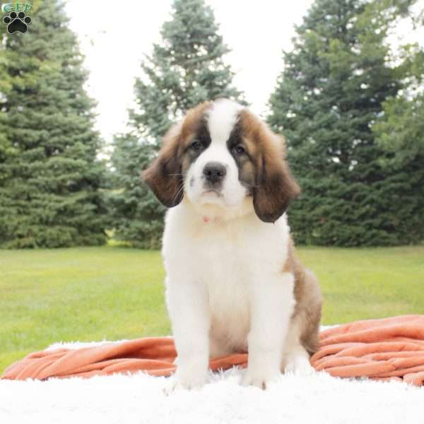 Iris, Saint Bernard Puppy