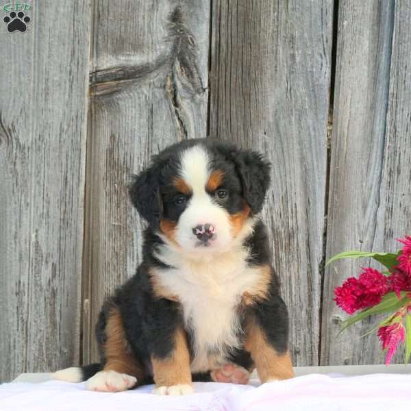 Violet, Bernese Mountain Dog Puppy